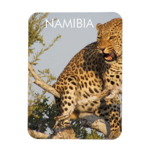 Leopard, imán de Namibia
