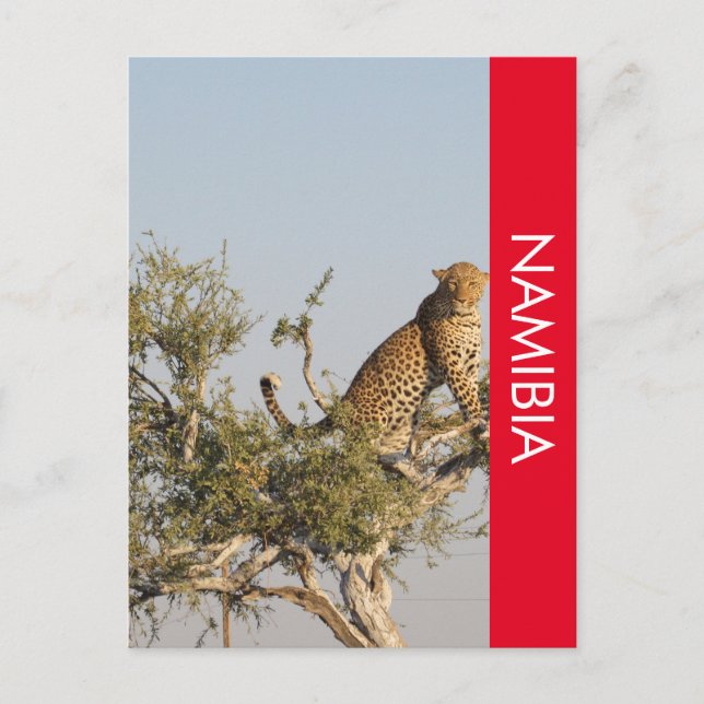 Leopard, postal de Namibia (Anverso)