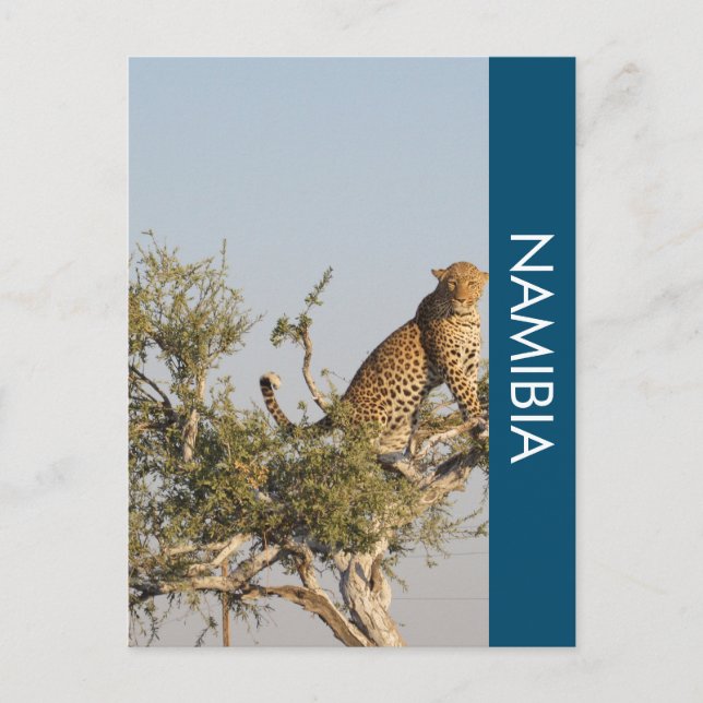 Leopard, postal de Namibia (Anverso)