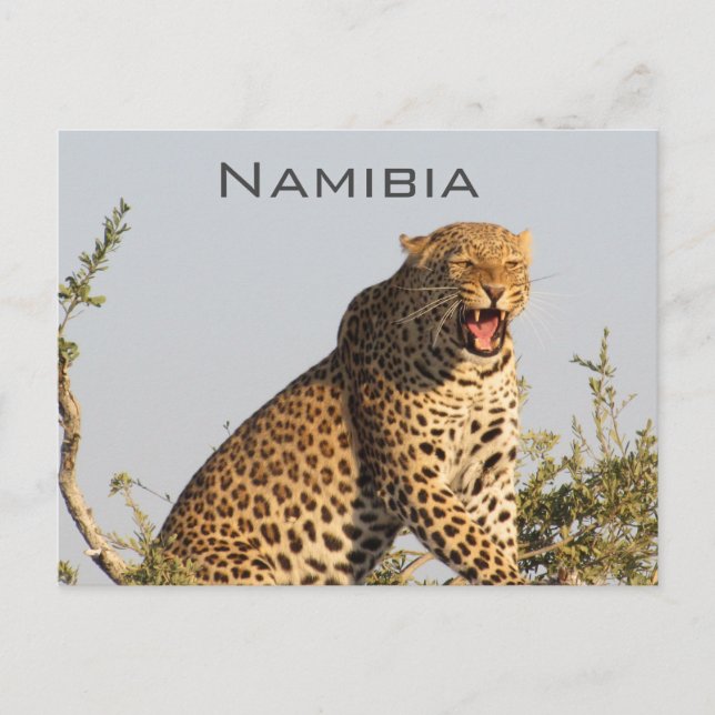 Leopard, postal de Namibia (Anverso)