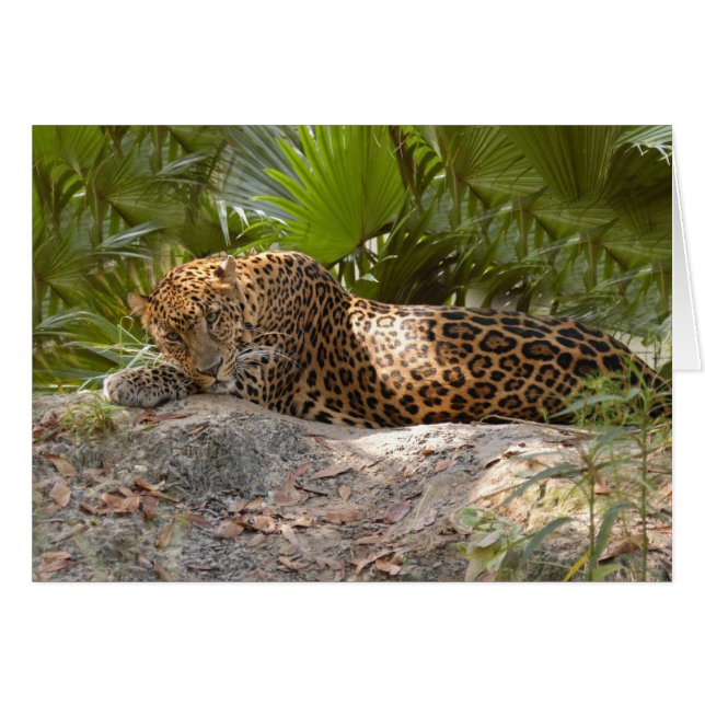 LeopardCheetaro017 (Anverso (Horizontal))