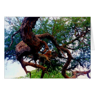 leopardo