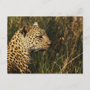 Leopardo (alerta y sentado) postales de animales s