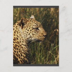 Leopardo (alerta y sentado) postales de animales s