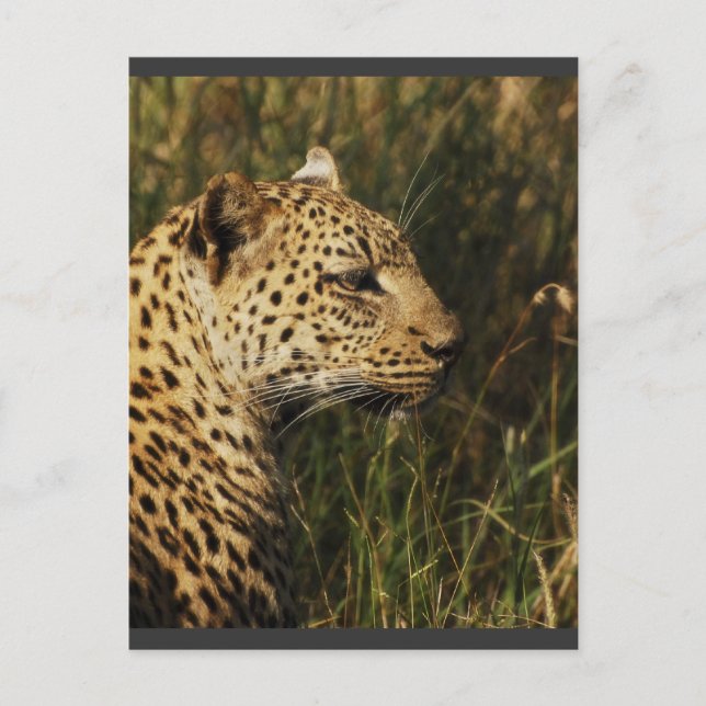 Leopardo (alerta y sentado) postales de animales s (Anverso)