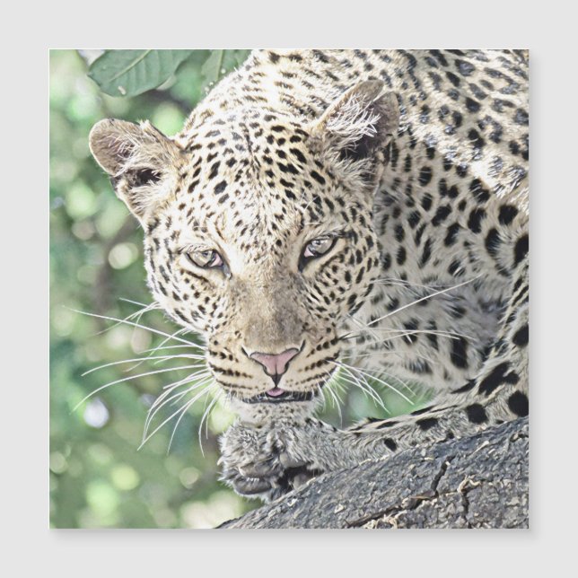 leopardo de animales smartmix 2 (Anverso)