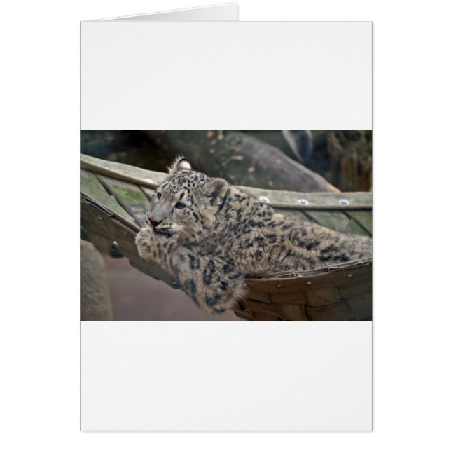 Leopardo de la nieve (Frente)