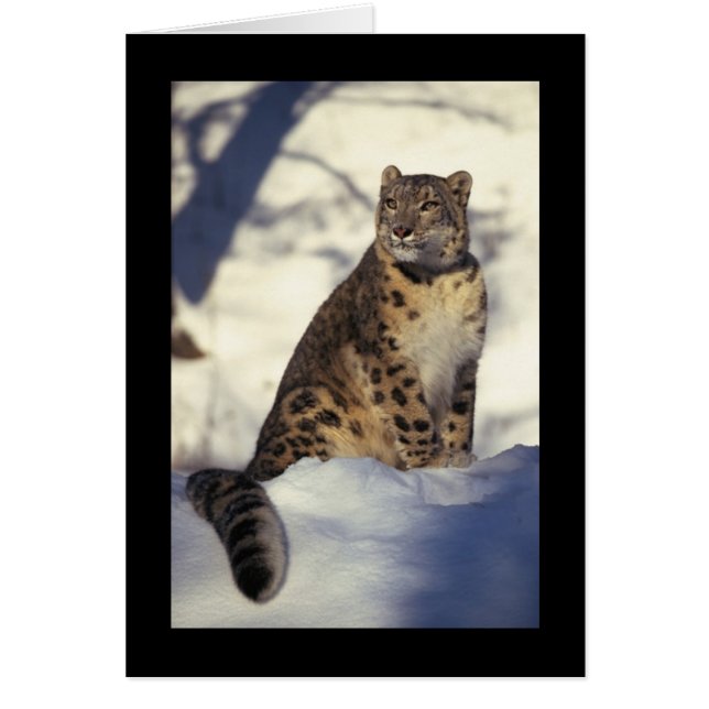 Leopardo de la nieve (Frente)