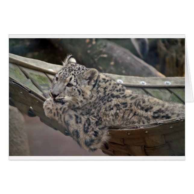 Leopardo de la nieve (Anverso (Horizontal))