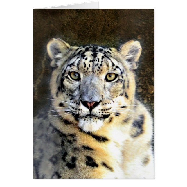Leopardo de la nieve (Frente)