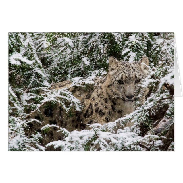 Leopardo de la nieve joven (Anverso (Horizontal))