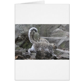 leopardo de las nieves