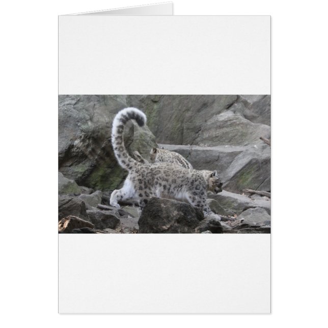 leopardo de las nieves (Frente)