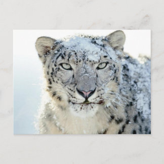 Leopardo de las nieves de postales