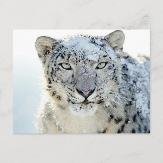 Leopardo de las nieves de postales (Anverso)