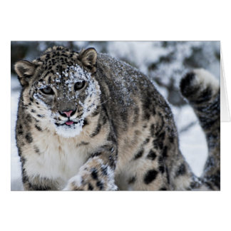 Leopardo de las nieves en el prowl