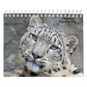 Leopardo de nieve como calendarios