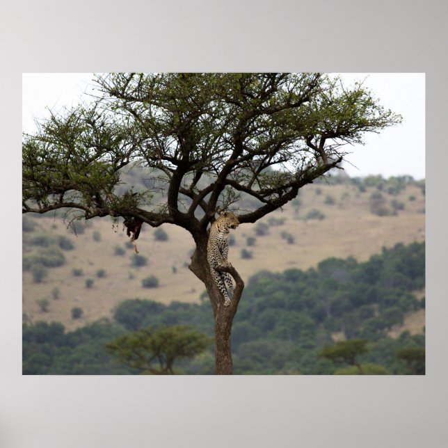 Leopardo en el árbol - Impresión de Bella Artes de (Frente)