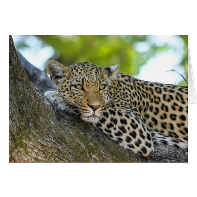 Leopardo en reposo (Anverso (Horizontal))