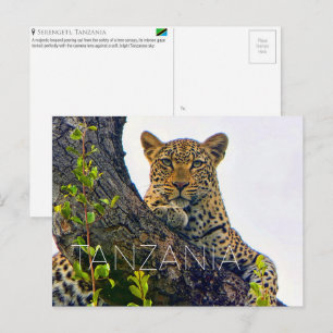 Leopardo en Serengeti, Tarjeta Postal de Viaje a T