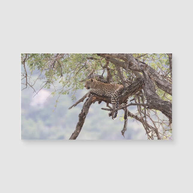 Leopardo en un árbol (Anverso)
