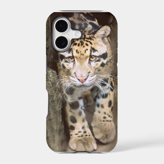 Leopardo nublado
