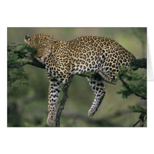 Leopardo, (Panthera pardus), Kenia, Masai Mara