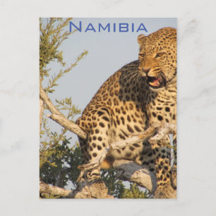 Leopardo, Postal de Namibia
