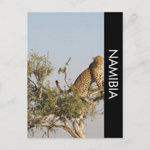Leopardo, Postal de Namibia