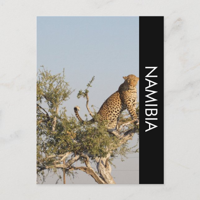 Leopardo, Postal de Namibia (Anverso)