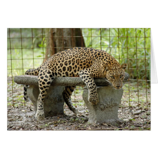 LeopardSundari_011 (Anverso (Horizontal))