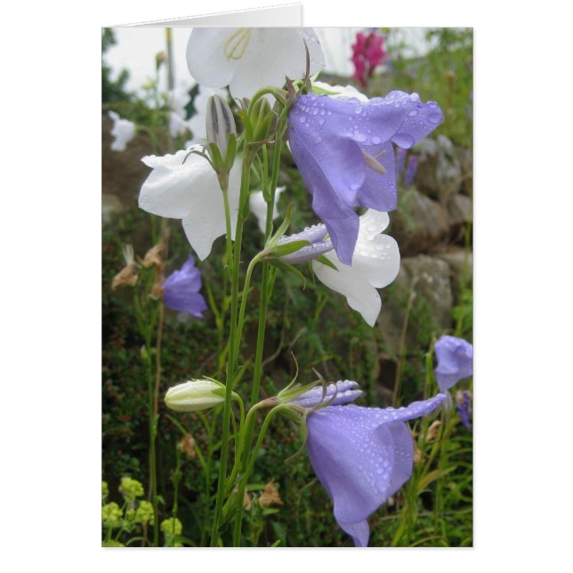Les Belles Fleurs (Frente)