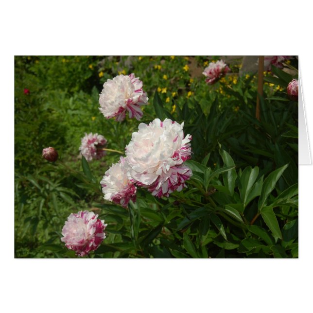 Les Jolies Demoiselles (Anverso (Horizontal))