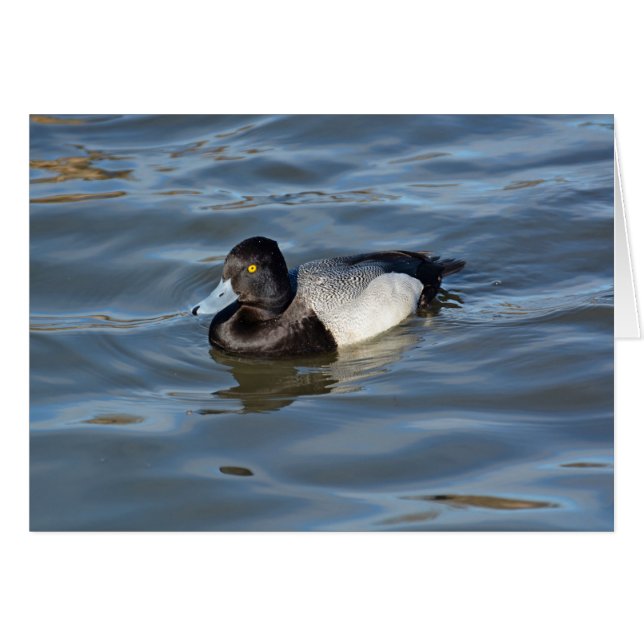 Lesser Scaup Duck (Anverso (Horizontal))