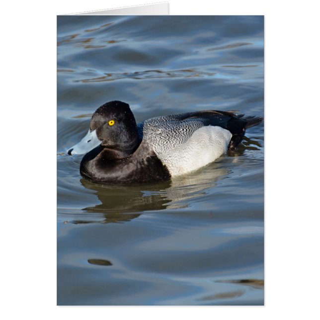 Lesser Scaup Duck (Frente)