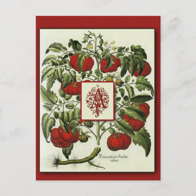 Letra a monograma sobre tarjetas de arte de tomate (Anverso)