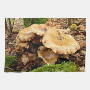 Leucopaxillus giganteus Toalla de Té champiñón