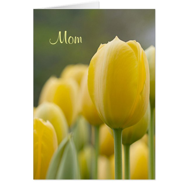 Levantar Tulip (Frente)