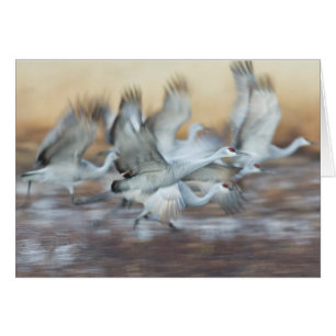 Levante de Sandhill Cranes.