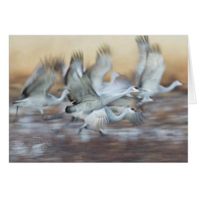 Levante de Sandhill Cranes. (Anverso (Horizontal))