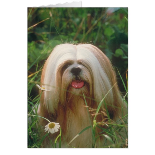 Lhasa Apso (Frente)