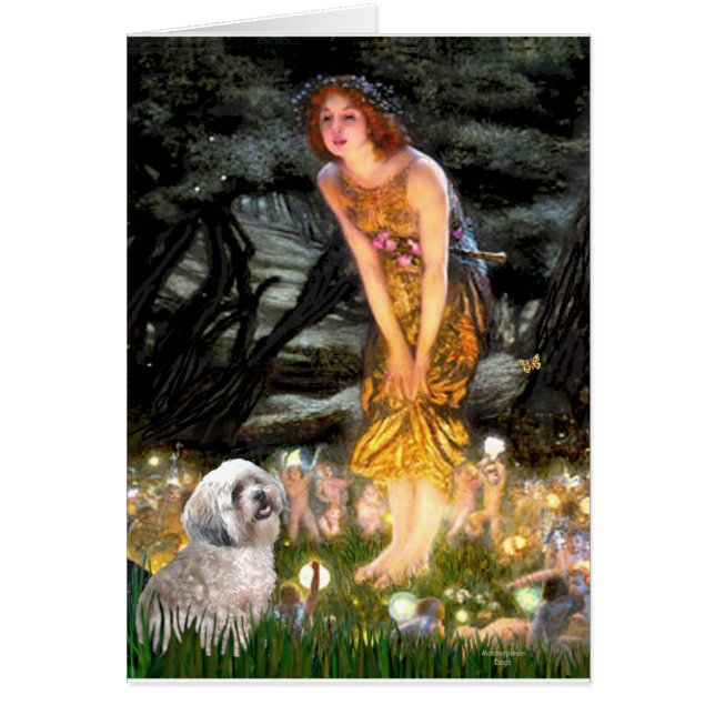 Lhasa Apso 10 - MidEve (Frente)