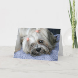 Lhasa Apso Falta tu tarjeta