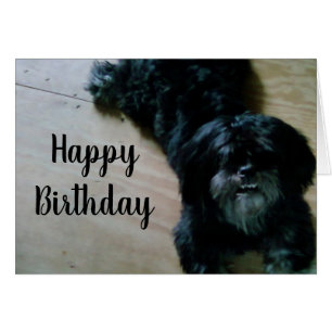 LHASA TAMBIÉN DESEA UN CUMPLEAÑOS FELIZ
