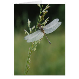 Libélula Darner cubierta de rocío