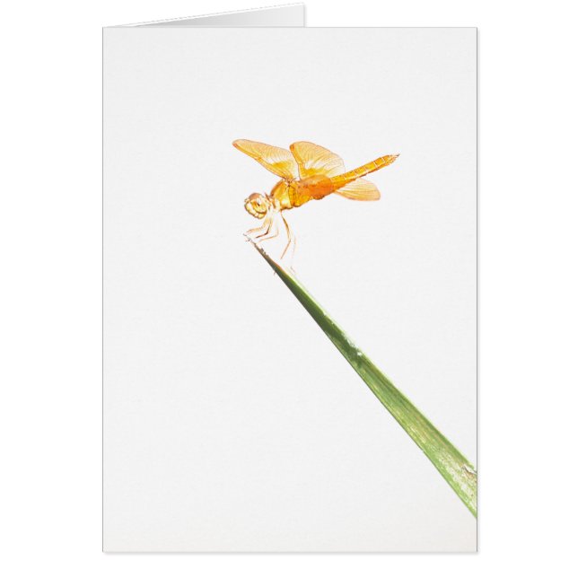 libélula de ala ámbar de méxico (Frente)