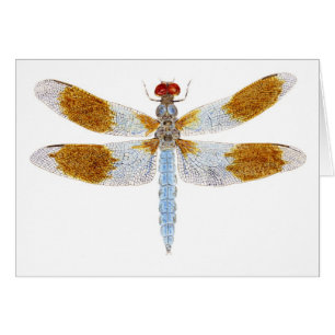 Libélula del Whitetail del desierto