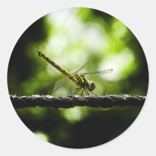 Libélula en el verde - pegatinas del Bello Artes