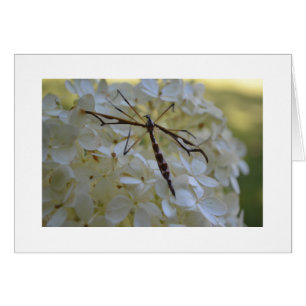 Libélula en Hydrangea