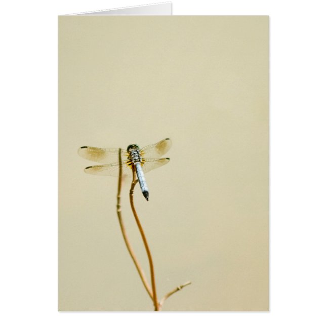 Libélula (espacio en blanco) (Frente)